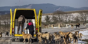 Fabrikasının Bahçesinde 2 Bin 500 Köpek Besliyor: 'Hayvanı Aç Olan İnsan Huzur Bulamaz'