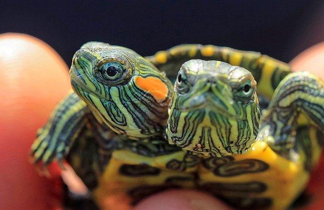 8. Çift başlı kaplumbağa: