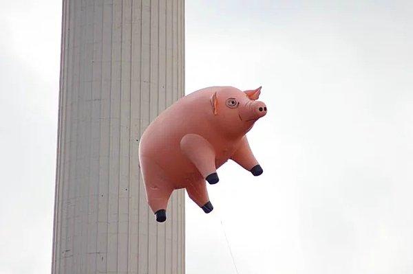 1. 1977'de Pink Floyd grubu reklam kampanyası dahilinde bir elektrik santraline domuz balonu bağladı.