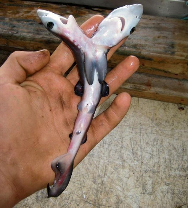 10. Double-headed shark: