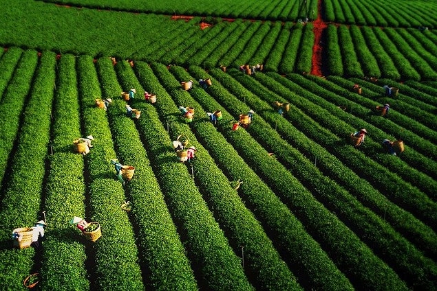 38. "Çay Hasadı"