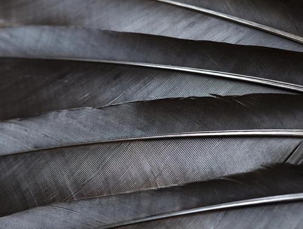 Простое черное перо