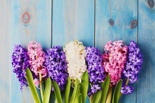 1. Просто выберите один из цветов: