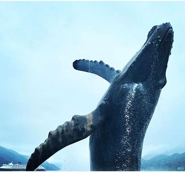 15. «Тахку, китовый проект». Если бы мы не знали, что это статуя, мы бы тоже поверили, что это фотография кита!