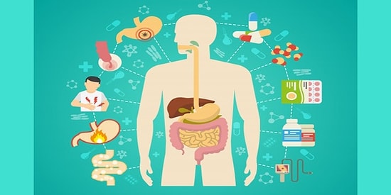 Düzenli Sindirim ve Sağlıklı Bağırsaklar İçin Neler Yapmanız Gerektiğini Biliyor musunuz?