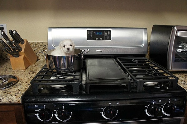 12. «Попросила брата посмотреть за моим щенком, пока я в командировке. Вернулась, а на рабочем столе компа такое фото»