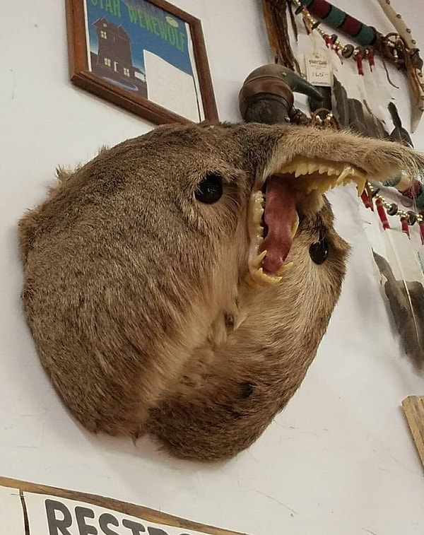 24. А вы знаете, что это за животное?