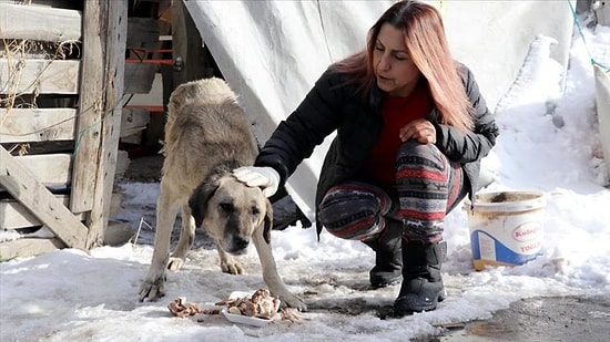 Profesörden Ders Niteliğinde Davranış: 20 Yıldır Günde 5 Saatini Ayırarak Sokak Hayvanlarını Besliyor