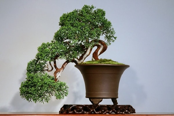 8. Как называется декоративное карликовое дерево?