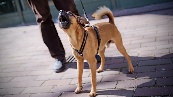 Исследование, опубликованное в журнале Animal Cognition, было проведено командой ученых под руководством Акико Такаока из Киотского университета в Японии.