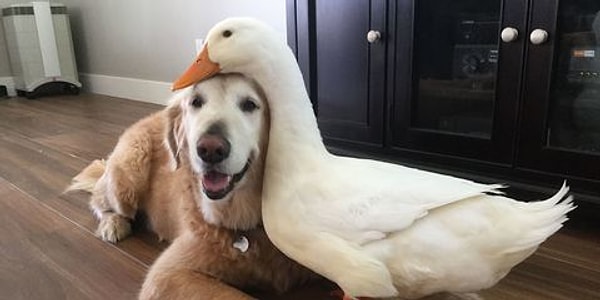 В другом исследовании, опубликованном в прошлом году, было упомянуто, что собаки могут отличать людей, которые плохо относятся к их хозяевам.