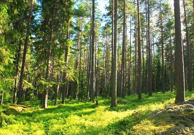 Dünyanın ikinci en büyük kağıt ihracatçısı olmasına rağmen, İsveç'in orman biokütlesi her geçen gün büyümekte. Bunun sebebi ise her kestikleri ağacın yerine 3 yenisini dikiyor olmaları.