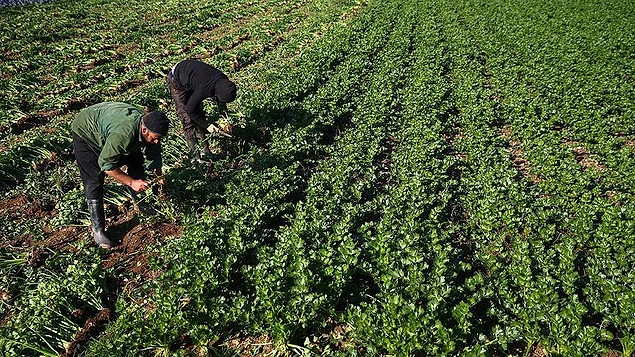 2018de Rekor Üzerine Rekor Kırmıştı: Türkiyede Gıda Fiyatları Neden Artıyor 7