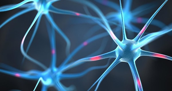 1. Нервные клетки восстанавливаются?