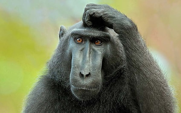 10. Что растет на деревьях сорта антоновка?