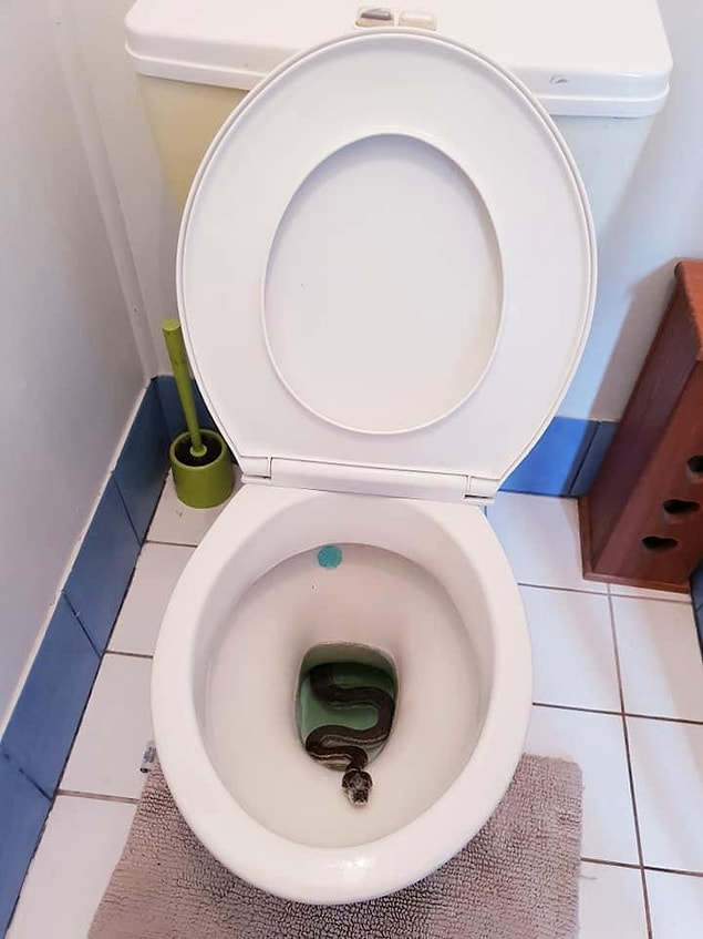 Yılanlar genellikle evlerin borularına girerler. Özellikle de boruların genellikle dışarıda olduğu eski evlerde bu tarz sürprizler yaşanabilir.