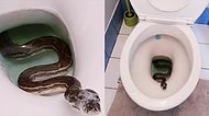 Aman Çiş Yaparken Dikkat! Sabahın Altısında Klozetinde Gördüğü Pitonla Hayatının Şokunu Yaşayan Adam
