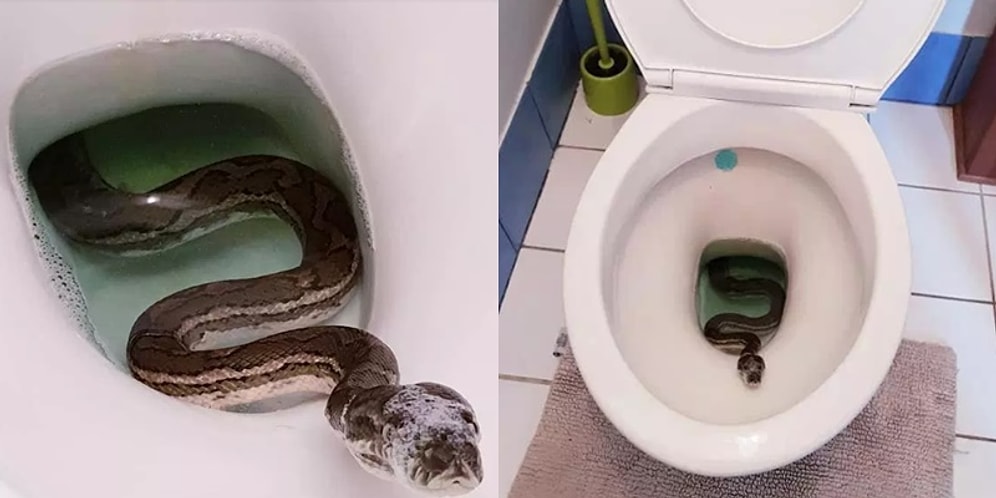 Aman Çiş Yaparken Dikkat! Sabahın Altısında Klozetinde Gördüğü Pitonla Hayatının Şokunu Yaşayan Adam