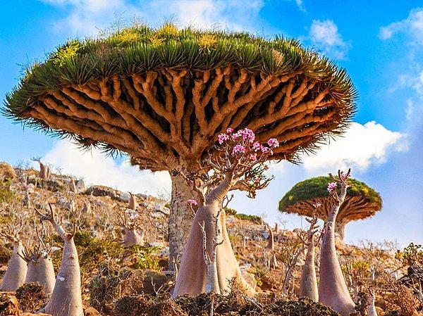 12. Adem ve Havva'nın yasak elmaya ulaştığı bahçe denilen ve Uzaylı Ada olarak bilinen: Sokotra Adası-Yemen
