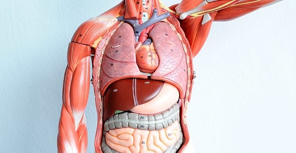 9. Какое вещество не всасывается в тонком кишечнике?