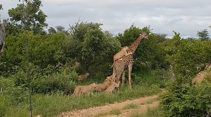 Vahşi Doğa Bildiğiniz Gibi: Aslanların Zulmüne Uğrayan Zürafa