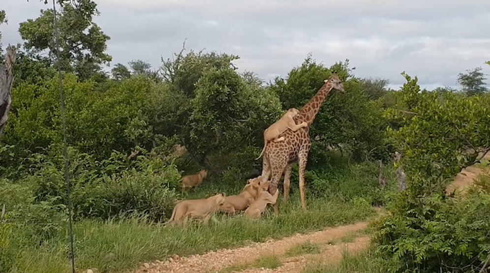 Vahşi Doğa Bildiğiniz Gibi: Aslanların Zulmüne Uğrayan Zürafa