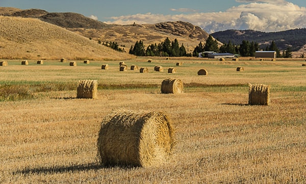 4. Что является причиной возникновения сенной лихорадки? (поллиноз)