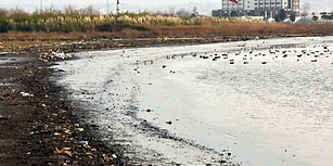 İzmit Körfezi Tanınmayacak Halde! Kirlilik Nedeniyle 169 Kuş Türünde Geriye 6-7 Tane Kaldı