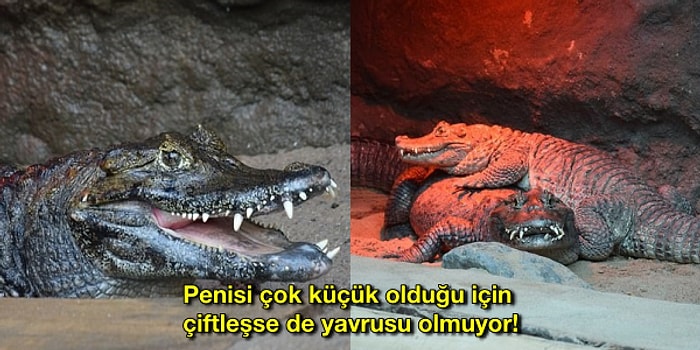 Penisi Küçük Olduğu İçin 50 Yıldır Baba Olamayan Bahtsız Timsah