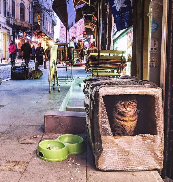 8. İstanbul'da sokak kedileri için yapılan minik evler:
