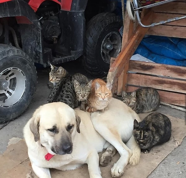 12. Кажется, этот приятель спокоен как танк