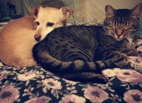 15. Лучшая подушка!