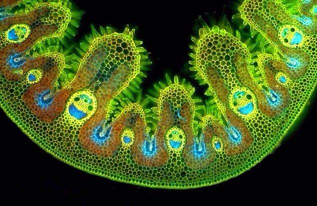 9. Mikroskop altındaki çimen çok mutlu görünüyor.