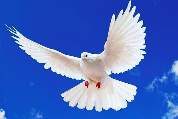 6. Голубь является символом...