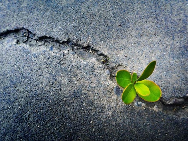 Доминирующая черта вашего характера - твердость духа!