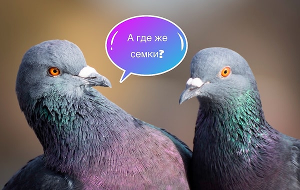 4. В каком городе мира запрещено кормить голубей?