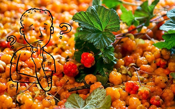 13. Как назыаается эта ягодка?