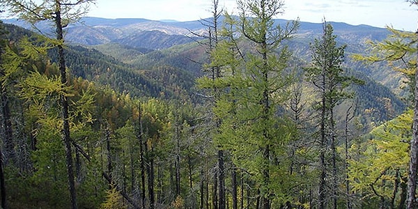 Вам следует отправиться в Сибирь!