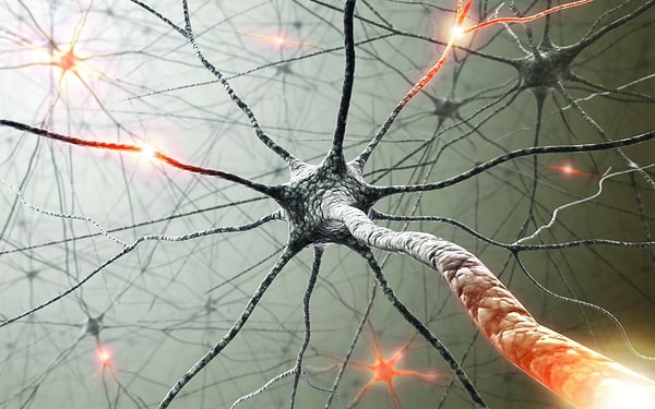 12. Что составляет центральную нервную систему?