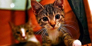 Kedi Tırmığı 'Taksirle Adam Yaralama' Suçu Sayıldı