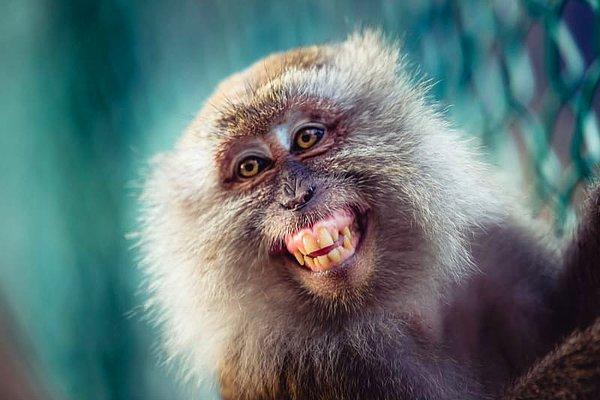 13. Maymunlar bazen dişlerinin arasını temizler.
