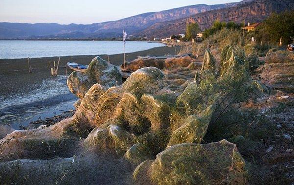 18. Aitoliko, Yunanistan'da dev örümcek ağları, Eylül, 2018.