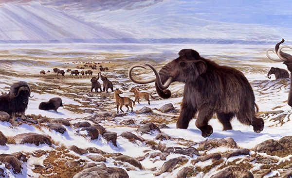8. Смогли бы ужиться с мамонтами?