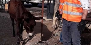 Suç Var, Ceza Yok! Menderes'te 'Eşeğe Tecavüz Edip Kuyruğunu Kesmişler'