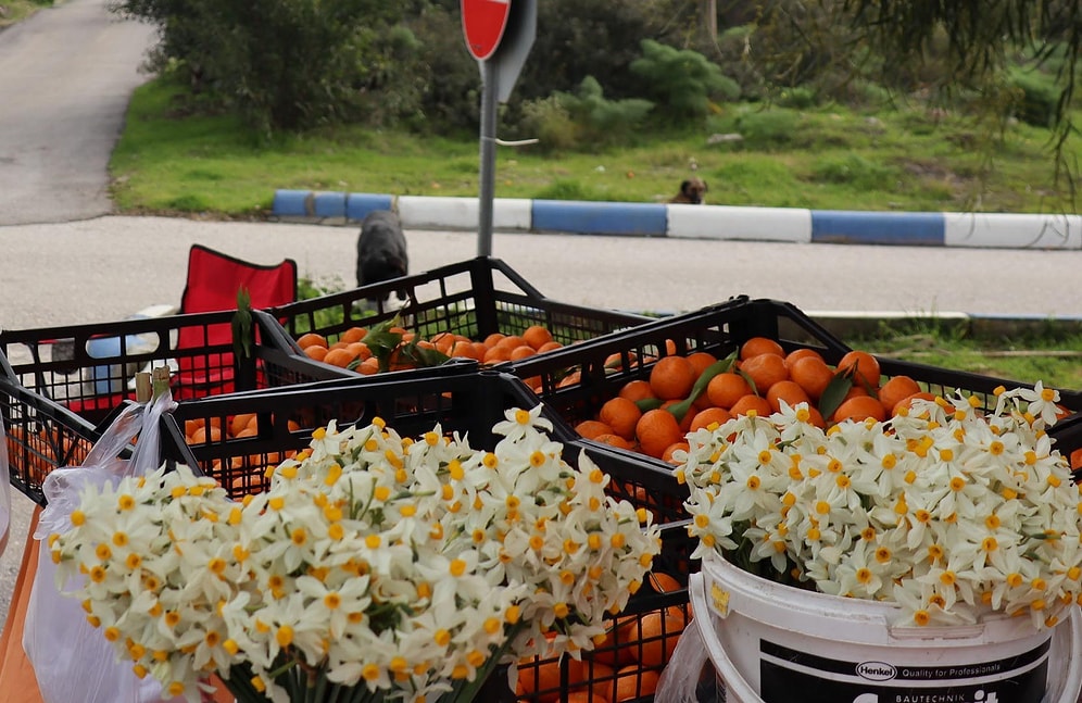Yaban Nergisleri Bodrum'da Geçim Kapısı Oldu: Elde Edilen Gelirle Sokak Hayvanlarına da Yardım Ediliyor