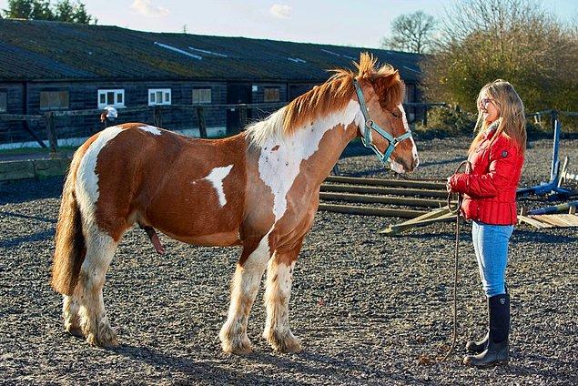 Önceleri, üç yıl boyunca yaşlılara bakıcılık yapan Mercedes, atlara karşı her zaman bir tutkusu olduğunu söylüyor.