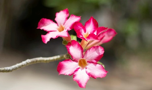 11. Их много?