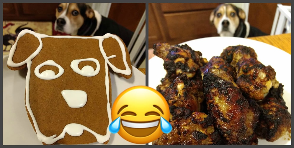 Собака и еда, или Как хозяин креативно подошел к съемкам любимого пса