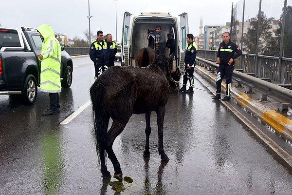 Yaralı atlar daha sonra hayvan ambulansıyla hayvan barınağına götürüldü.