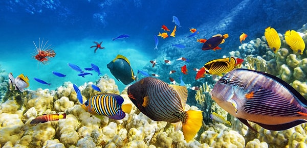 1. Какое из этих животных является рыбой?